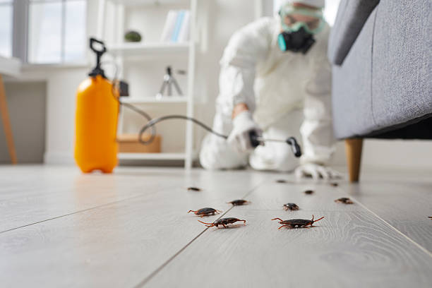 Commercial Rodent Management in Lake Riverside